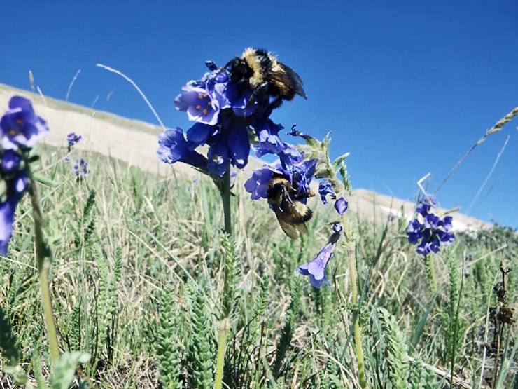 long-tongued bumble bees