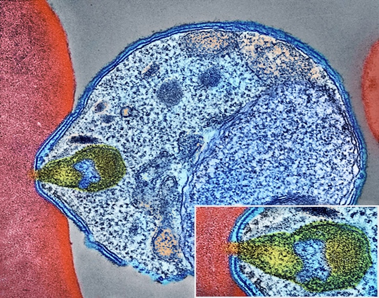 Plasmodium parasite invading red blood cell up close