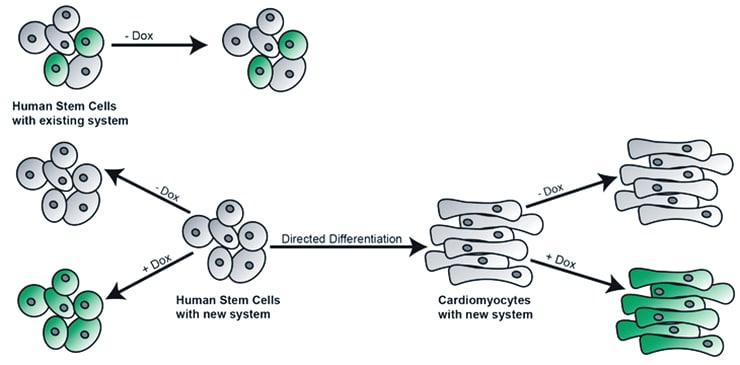 Stem cell diagram of new process and old