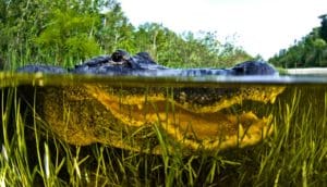 alligator peering above water's surface, with mouth visible below