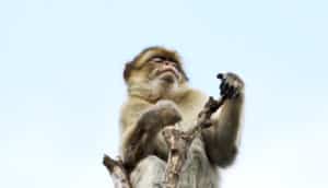 barbary ape at top of tree