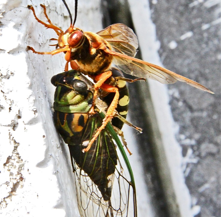 cicada killer wasp