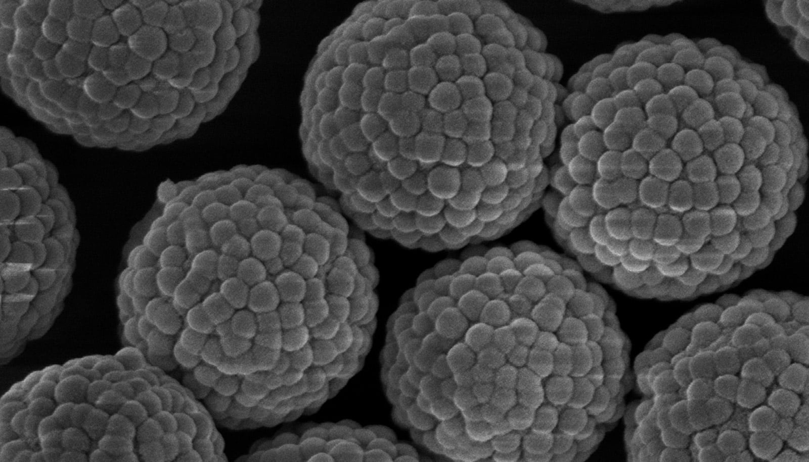 SEM image of silica particles