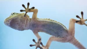 gecko from below