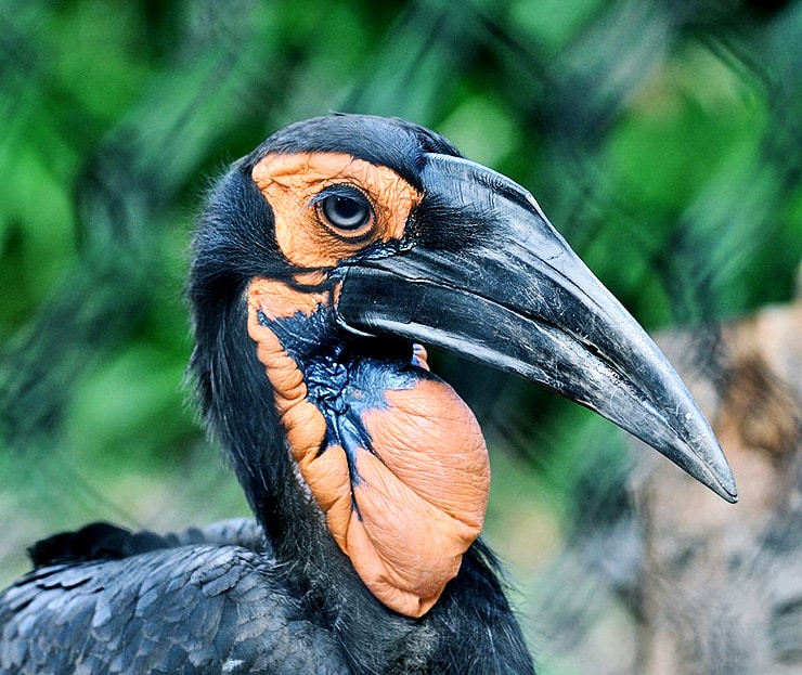 hornbill bird