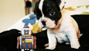 puppy with robot
