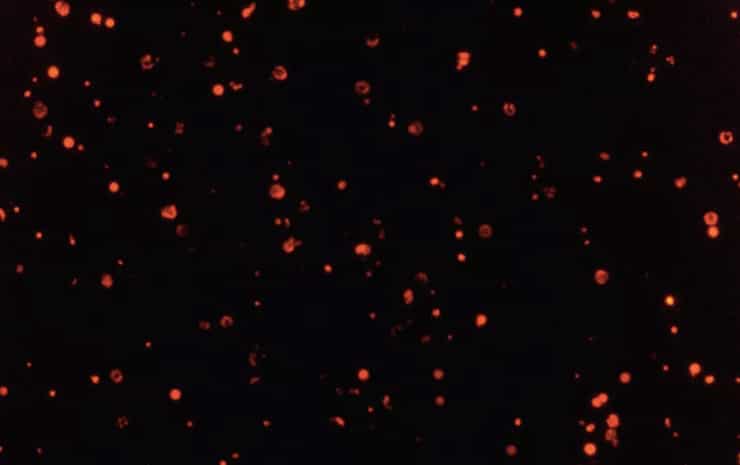 red glowing malaria parasites