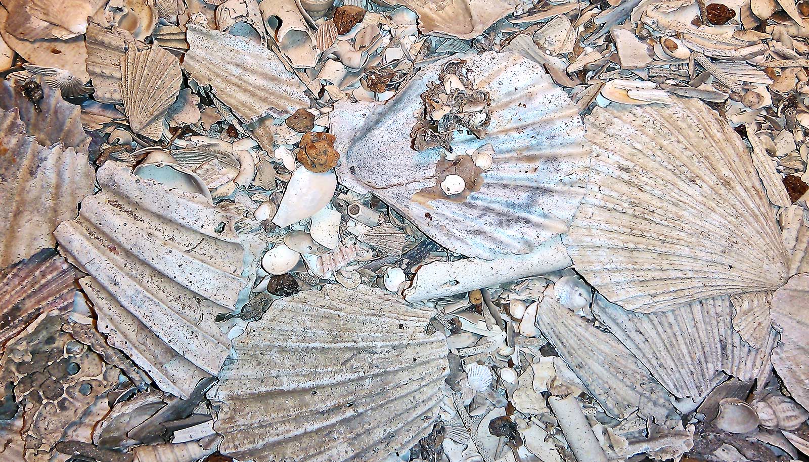 scallop shells