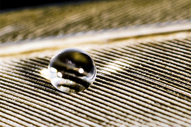 water drop on feather