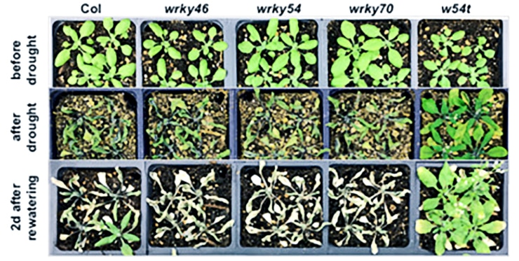 Arabidopsis samples for WRKYs breeding
