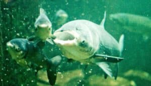 Asian carp