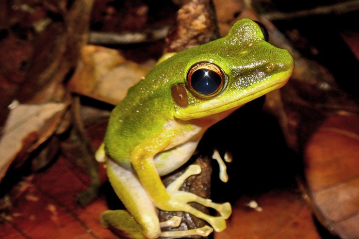 Chalcorana raniceps frog