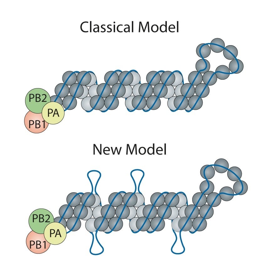 classic and new flu models