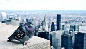NYC pigeon on building