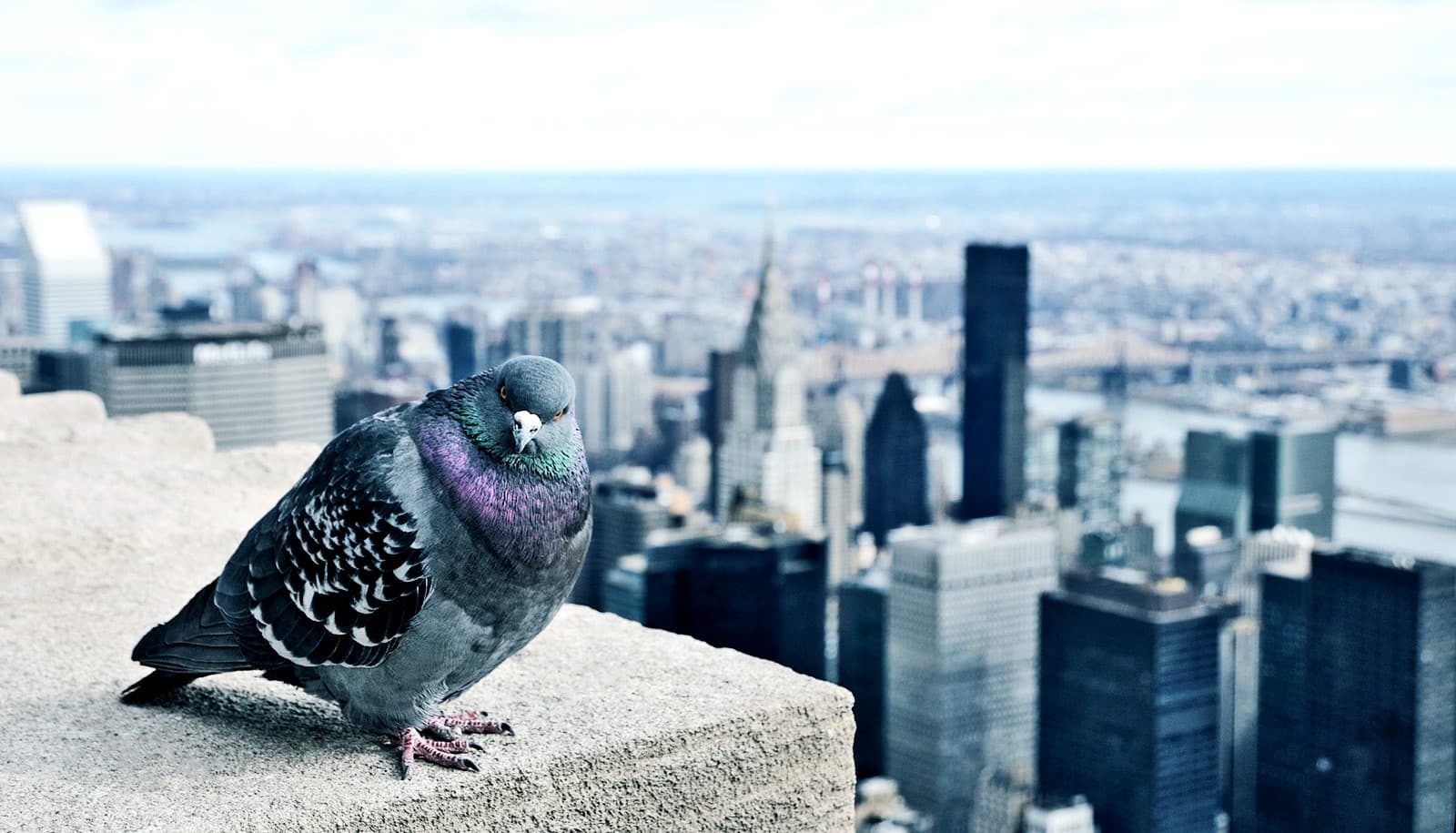 NYC pigeon on building