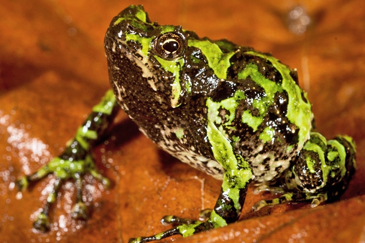 Scaphiophryne marmorata frog