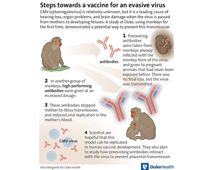 infographic on rhesus CMV study