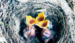 baby birds with mouths open
