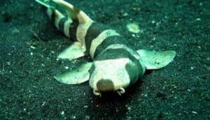bamboo shark