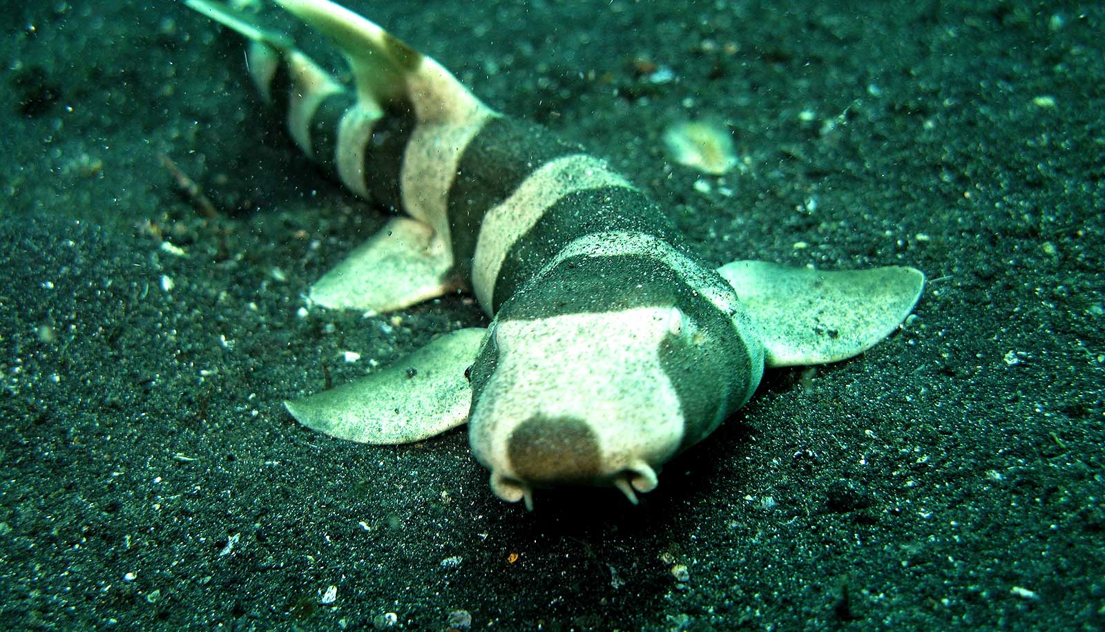 Watch how this shark shrugs its shoulders to eat Futurity