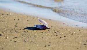 clam shell on beach