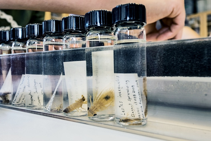 dragonflies in small jars