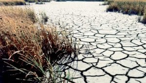 plants growing in drought