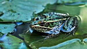 frog in pond on lily pad