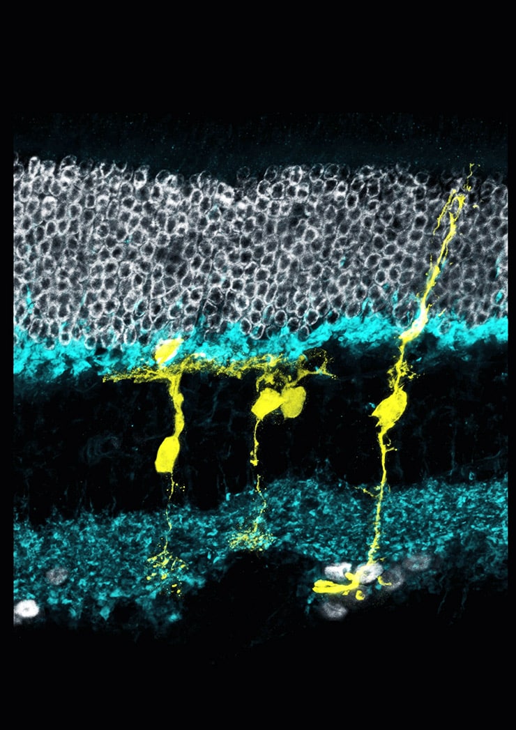 glia and neurons