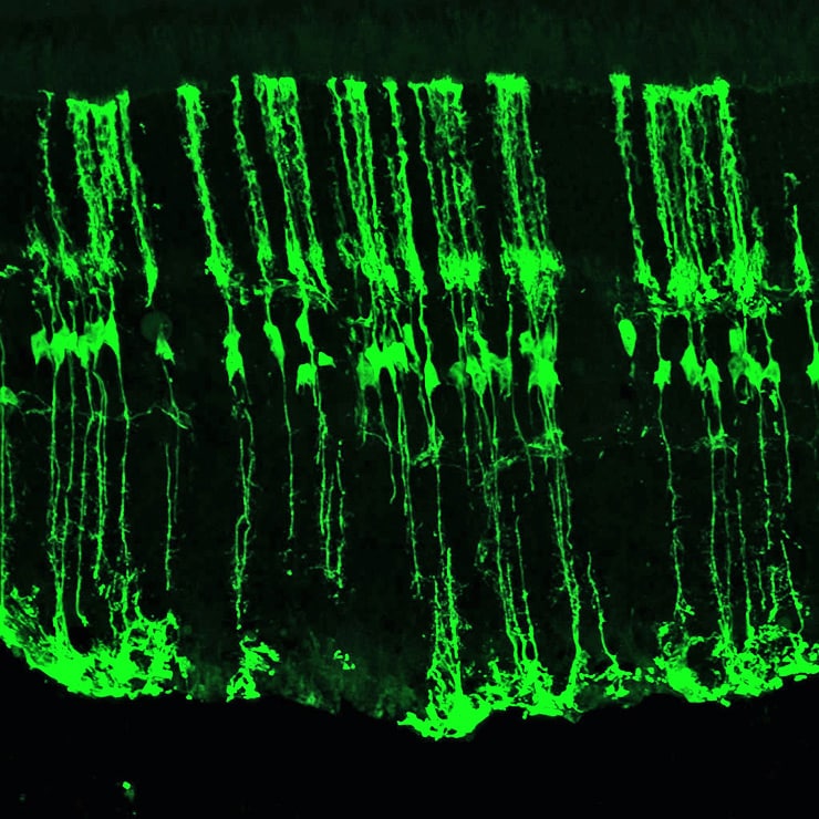 glia cells