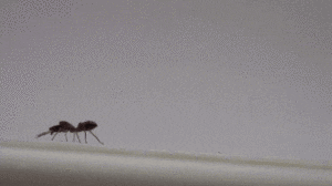 jumping spider mimics ant