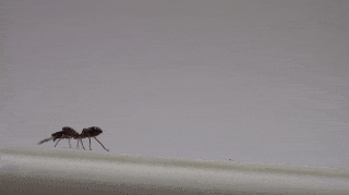 jumping spider mimics ant