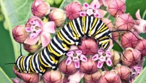 monarch caterpillar on milkweed