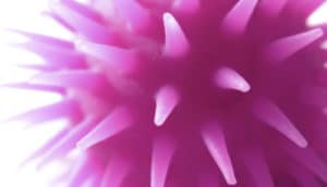 pink spiky ball