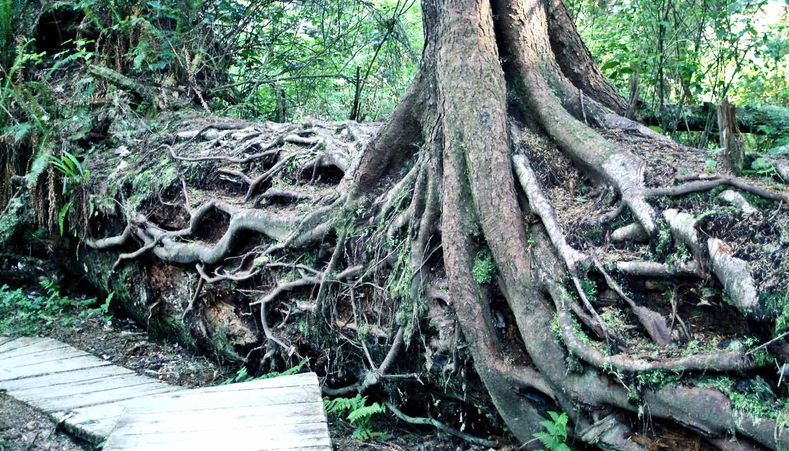 To survive cold, some plants kill part of their roots - Futurity