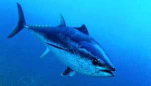 tuna swimming
