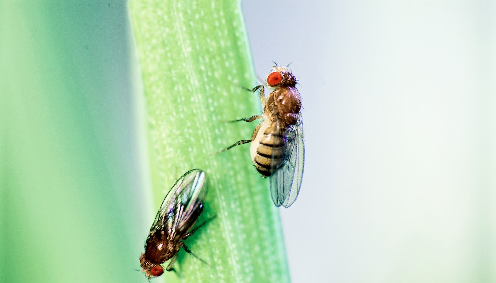 How scary smells make flies go extinct Futurity