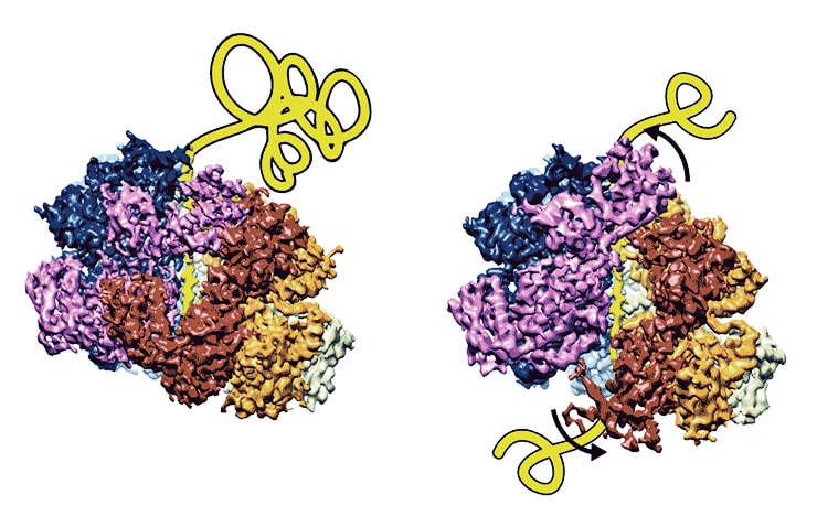 disaggregase unfolding problem proteins