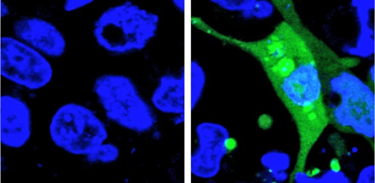 AgHALO protein expression