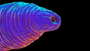 C. elegans worm on black