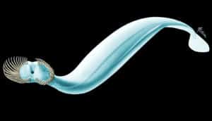 Capinatator praetermissus