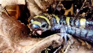 ringed-salamander sticks out tongue