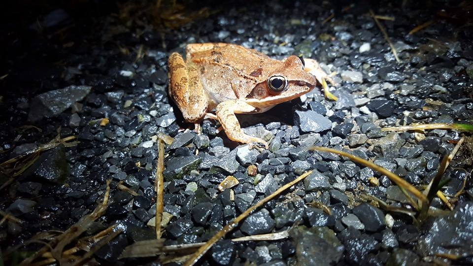 wood frog