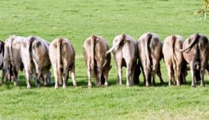 row of cow rears