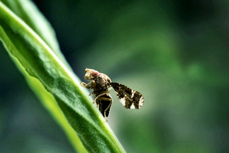 fly on goldenrod plant