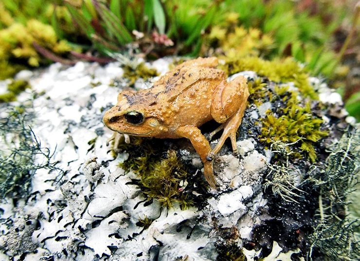 Hill Dweller Rubber Frog