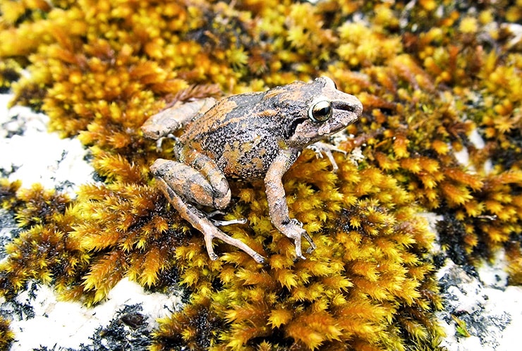 Humboldt's Rubber Frog