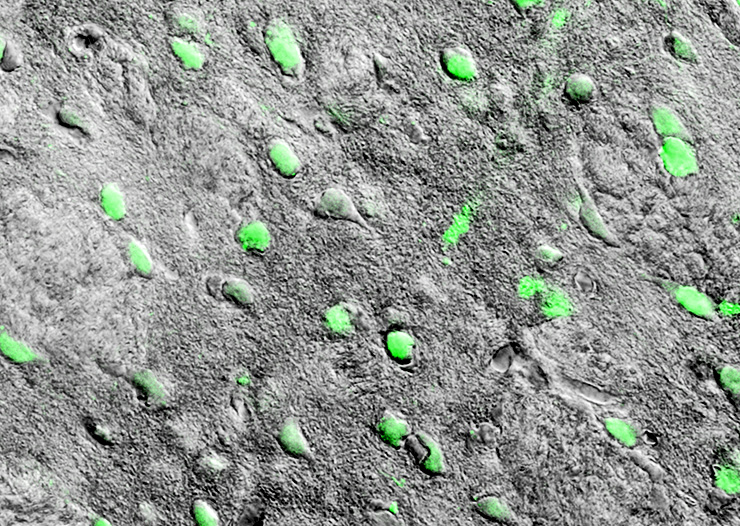 ion channels visualization