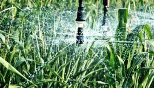 irrigation system spraying water over crops
