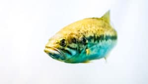 largemouth bass fish